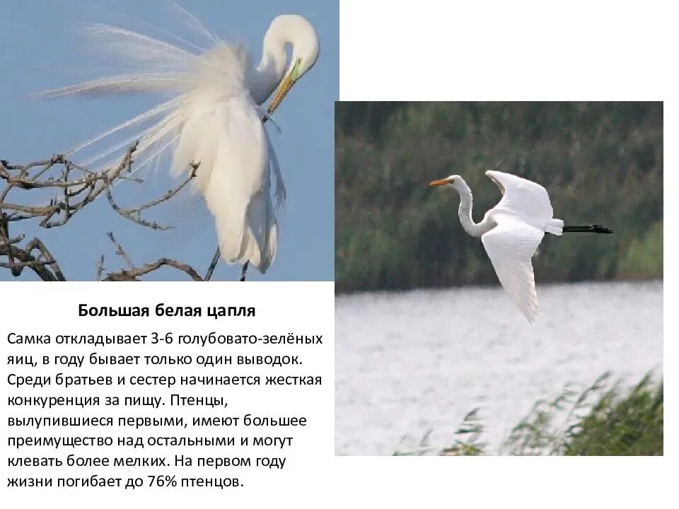 Содержание цапли