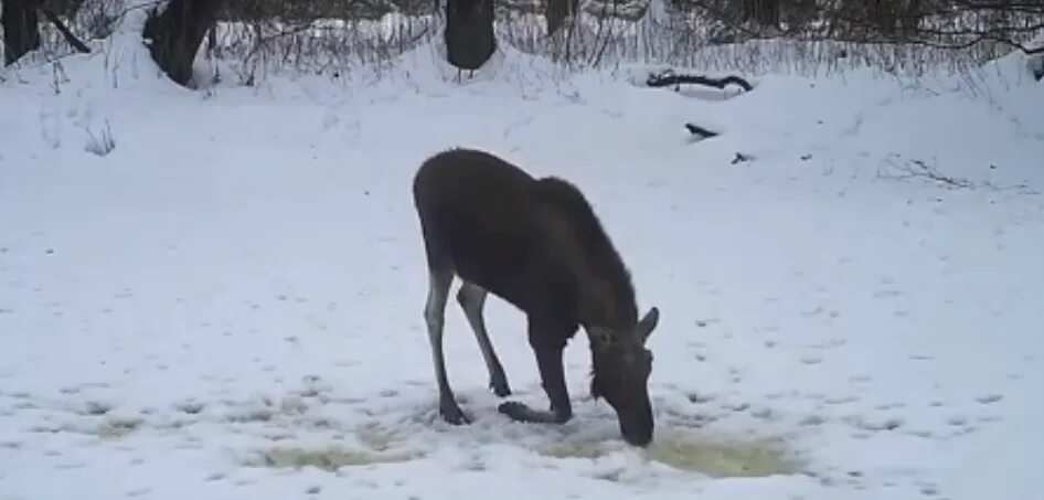 Лось пил воду. Лось в Воронежской области. Лось Воронежского заповедника. Лоси Воронежского зоопарка.