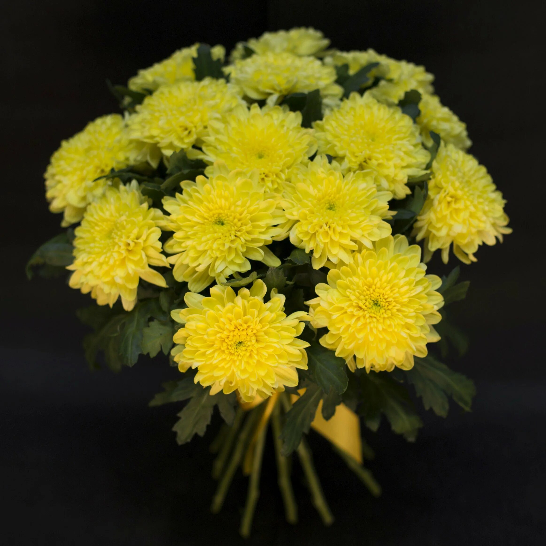 Букет хризантем на прозрачном фоне. Хризантема пионовидная лимонная. Весенние букеты с желтой хризантемой. Цветочные корзинки с желтыми хризантемами. Желтые хризантемы и розы.