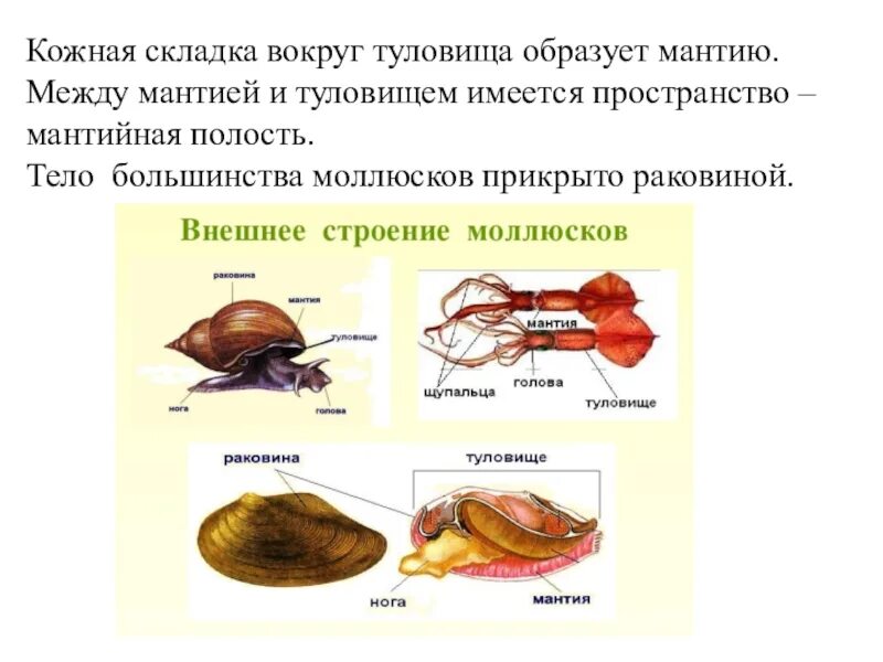 Беззубка мантия и мантийная полость. Мантия и мантийная полость у моллюсков. Мантийная полость у моллюсков. Мантия моллюска. Тело моллюска имеет мантию