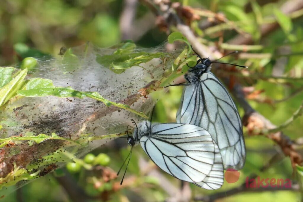 Какой вред бабочек. Боярышница (Aporia crataegi). Гусеница бабочки боярышницы. Aporia crataegi гусеница. Яйца бабочки боярышницы.