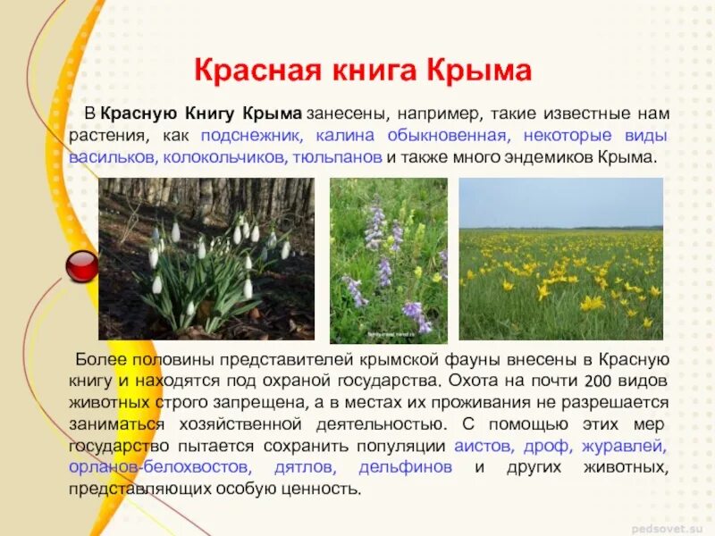 Сообщение о растении крыма. Растения и животные занесенные в красную книгу крыма. краснокнижное растение крыма. красная книга крыма растения. проект красная книга крыма.