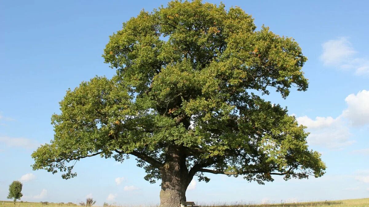 Дерево для детей. Плоское дерево. Пять деревцев. Дерево псд. Дуб.