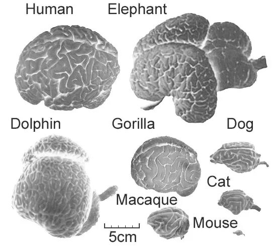 Сколько весил мозг. Размер мозга. Размер мозга человека.