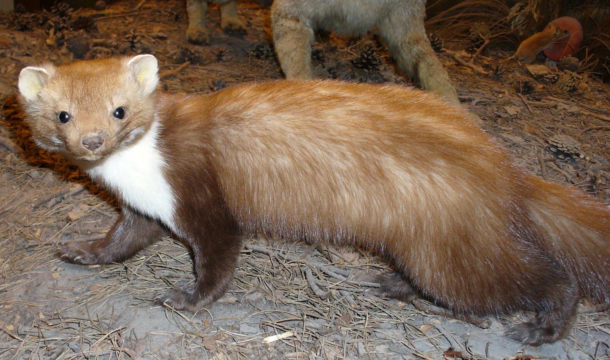 ласка норка куница. лесная куница. соболь дальневосточный. пушное животное 7 букв. сахалинский соболь.