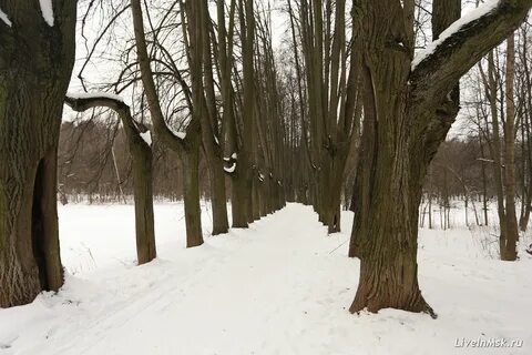 Пастернак аллея
