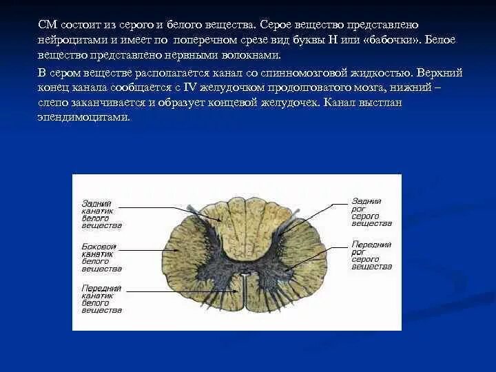 Выделения серого вещества. Серое и белое вещество спинного мозга. Из чего состоит серое вещество нервной системы. Сервое и белое веществ. Строение серого и белого вещества ЦНС.