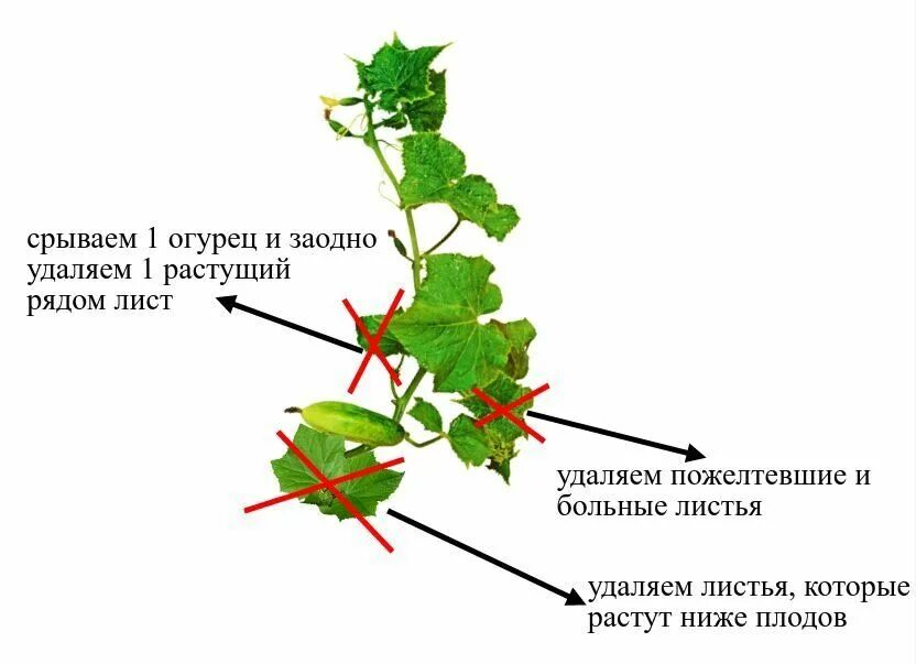 Огурцы обрывать ли усы. Схема обрезки огурца. Прищипывать огурцы схема. Как правильно обрезать листья у огурцов. Схема формирования огурца.