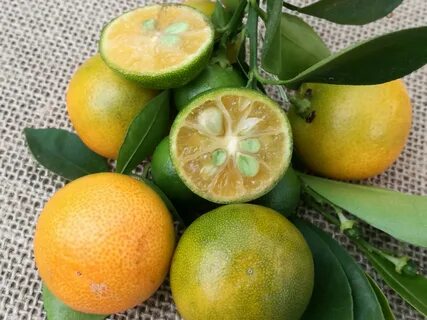 Фрукт лимон и мандарин