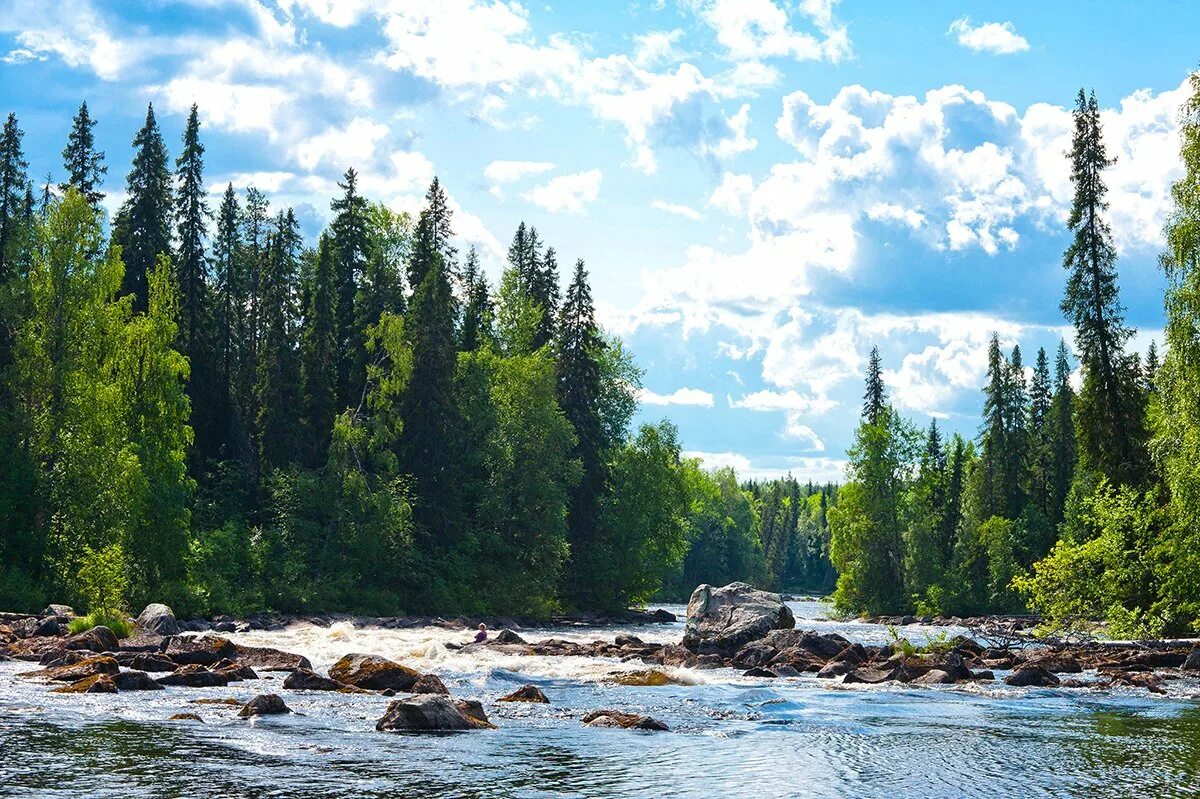 Природа республики карелия. Карелия Тайга. Республика Карелия природа. Республика Карелия лето. Река Сегежа.