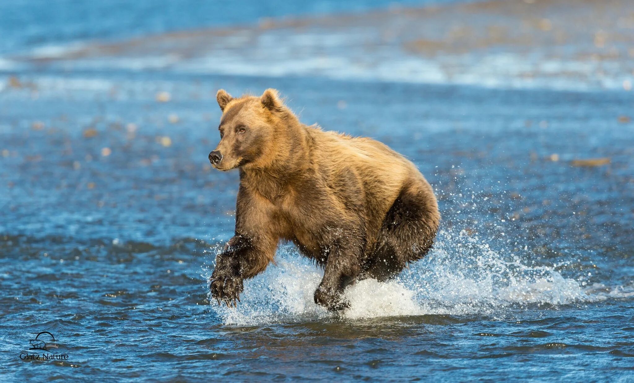 Run run bear
