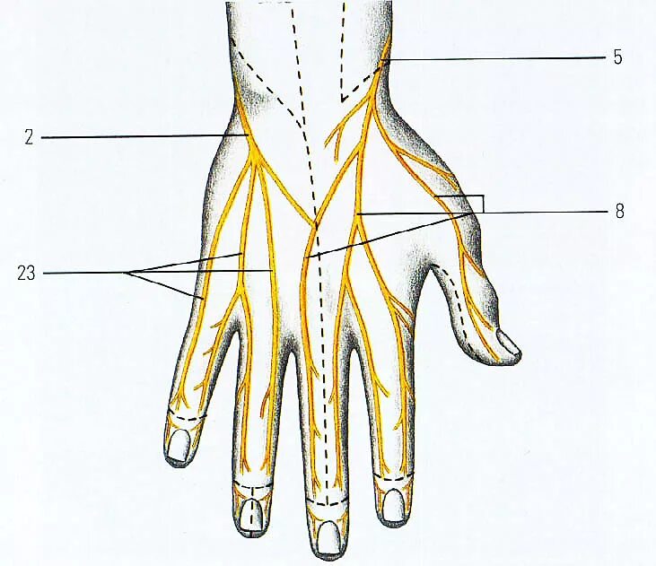 Местоположение рук. Иннервация лучезапястного сустава. Иннервация локтевого нерва на кисти. Иннервация тыльной поверхности кисти. Иннервация пальца кисти.