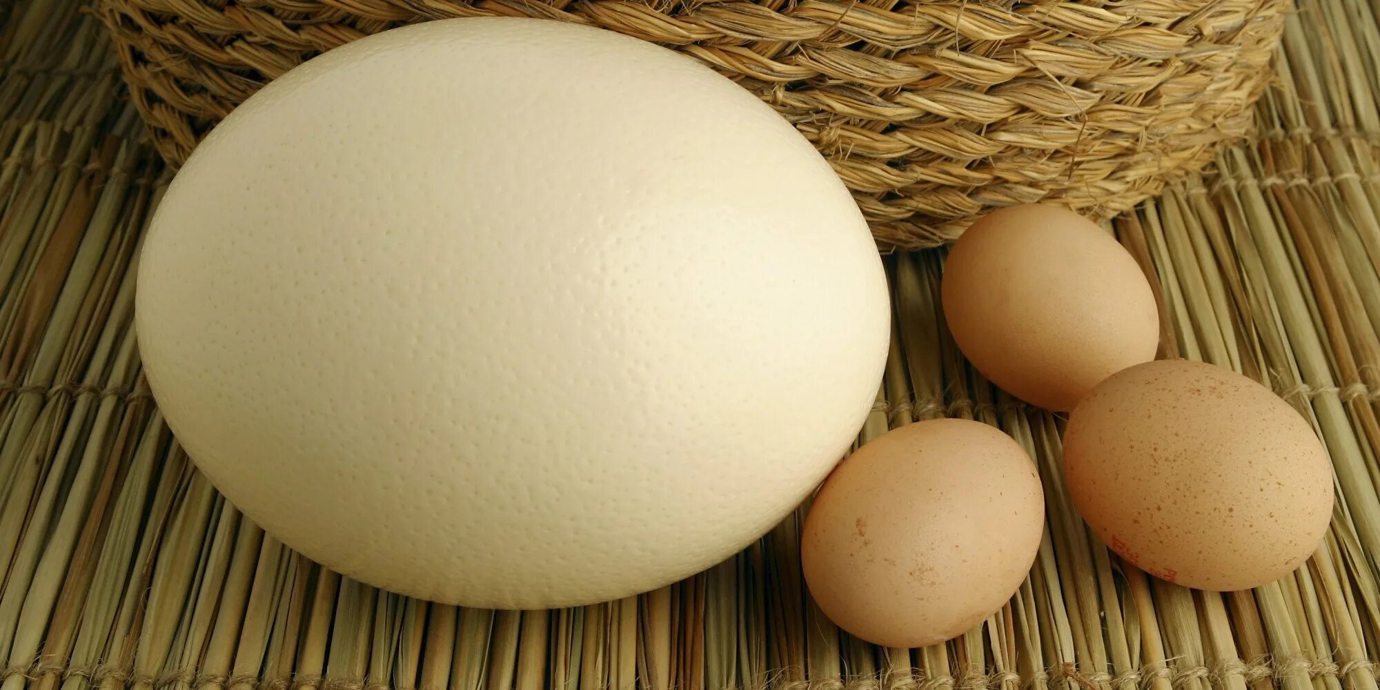 К чему снится видеть яйца. Страусиное яйцо. Яйца страусов. Большие страусиные яйца. Страусиное яйцо и куриное.