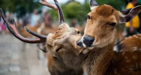 Самые любвеобильные животные