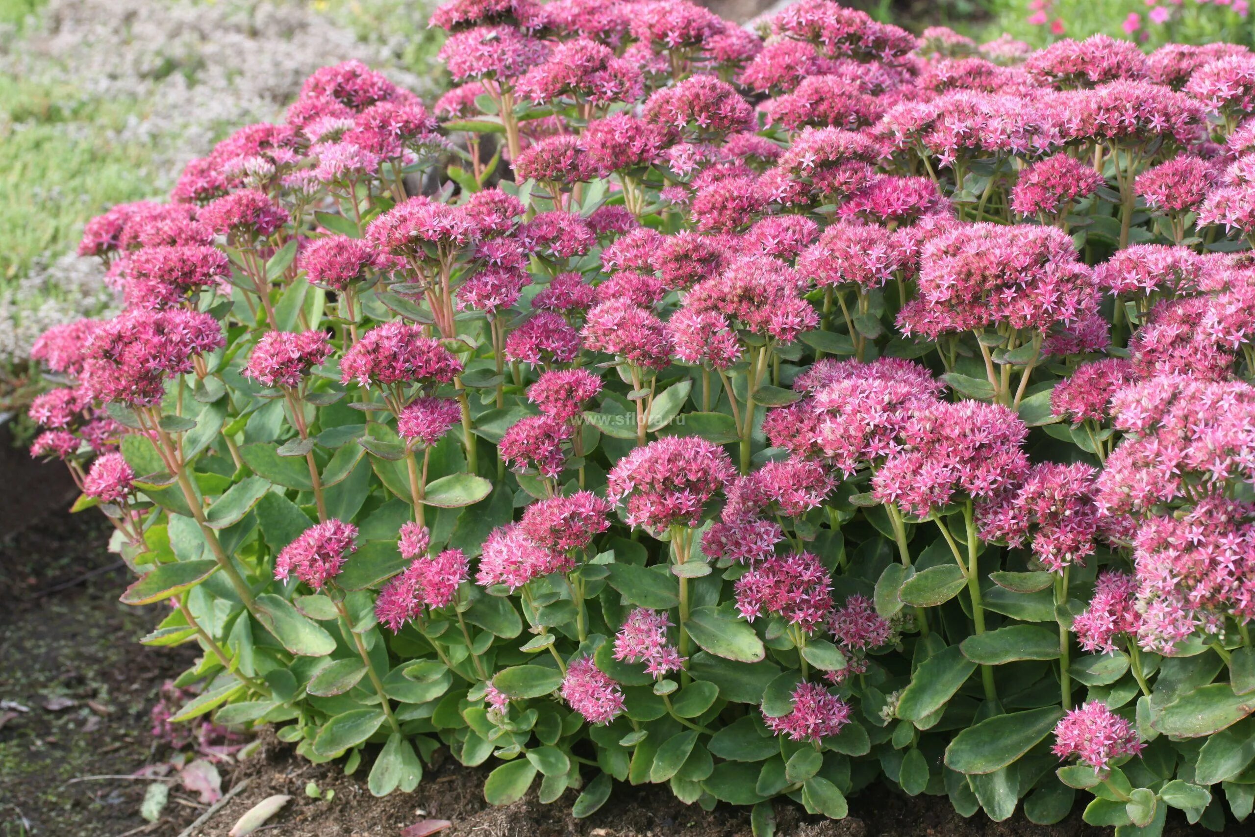 Sedum 'Carl' - zone 4 garden