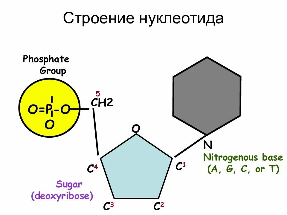 Строение нуклеотида ДНК. Строение нуклеотида общая формула. Общая формула нуклеотида ДНК. Схема строения нуклеотида ДНК. Нуклеотид представляет собой