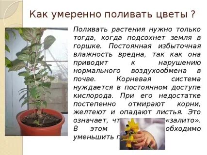 Поливать умеренно