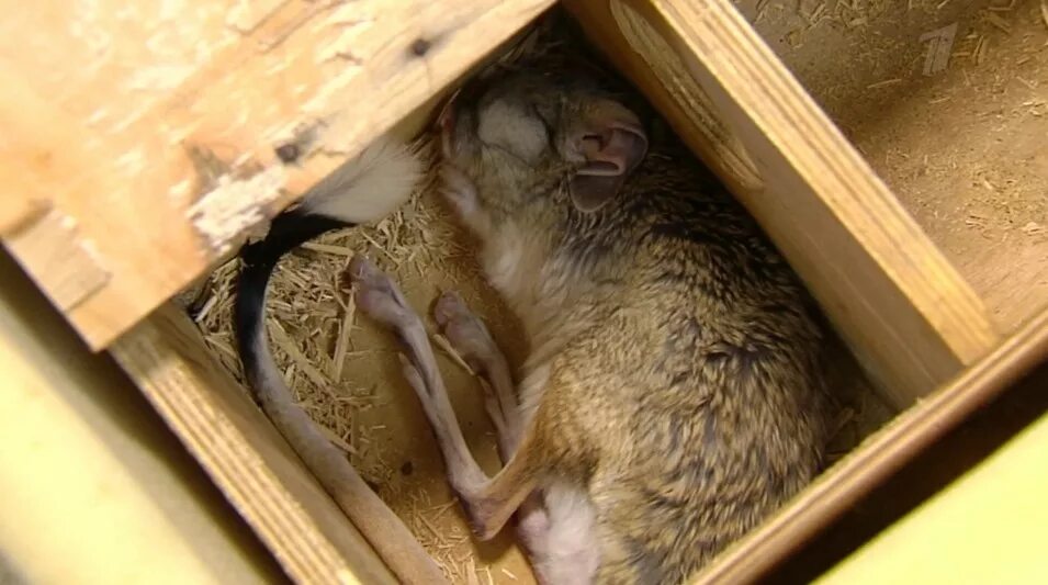 Соня орешниковая и лесная. Грызун проводит зиму в спячке. Орешниковая соня гнездо. Грызун проводит зиму в спячке. Орешниковая соня спит.