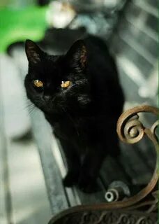 Черную кошку без рекламы