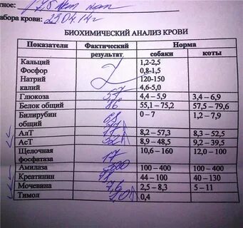 Какие анализы сдать при головокружении