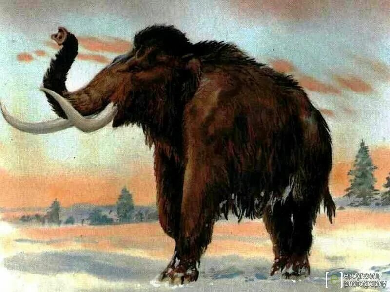 Шерстистый мамонт (woolly mammoth). Люди ели мамонтов. Люди ели мамонтов. Животные ледникового периода. Древние люди охотились на мамонтов.