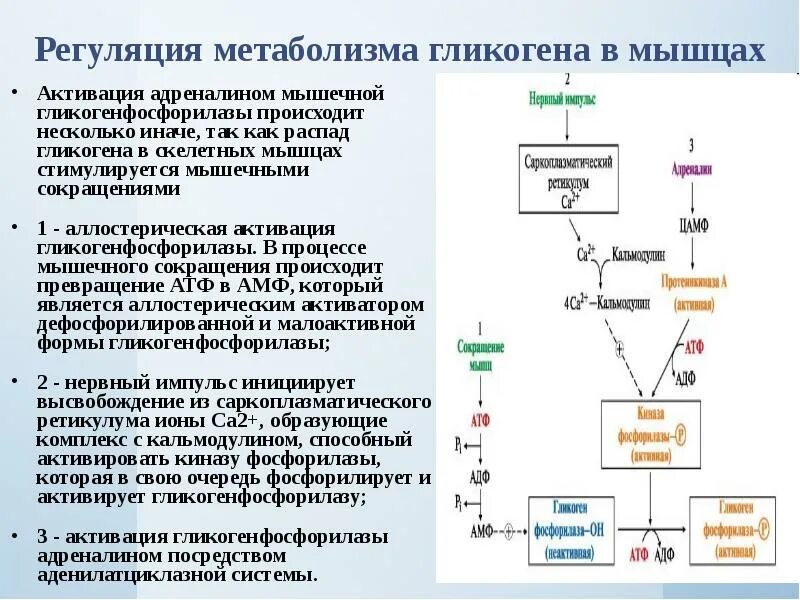 Отметь верную последовательность событий происходящих при метаболизме