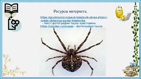 Паук крестовик прямое или развитие с метаморфозом