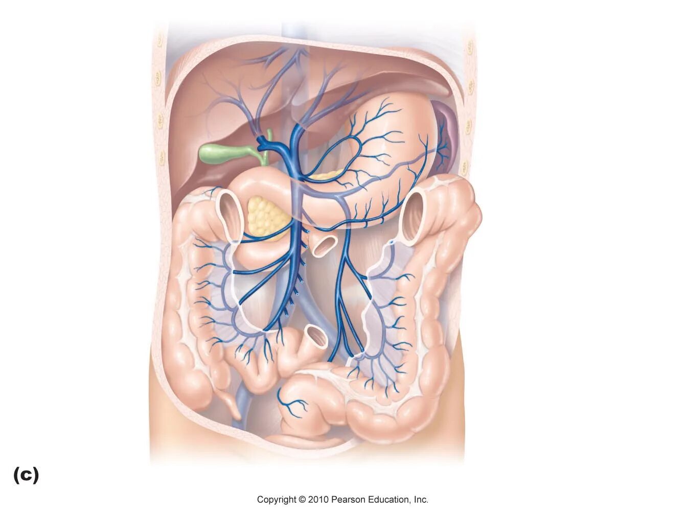 Воротная Вена печени анатомия. Система воротной вены анатомия. Портальная Вена притоки. Воротная и нижняя полая Вена анатомия.