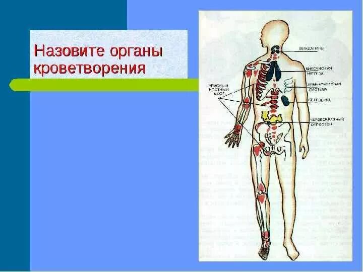 Система органов кроветворения человека. Кроветворная система человека схема. Система органов кроветворения функции. Органы кроветворения схема. Какой орган кроветворный
