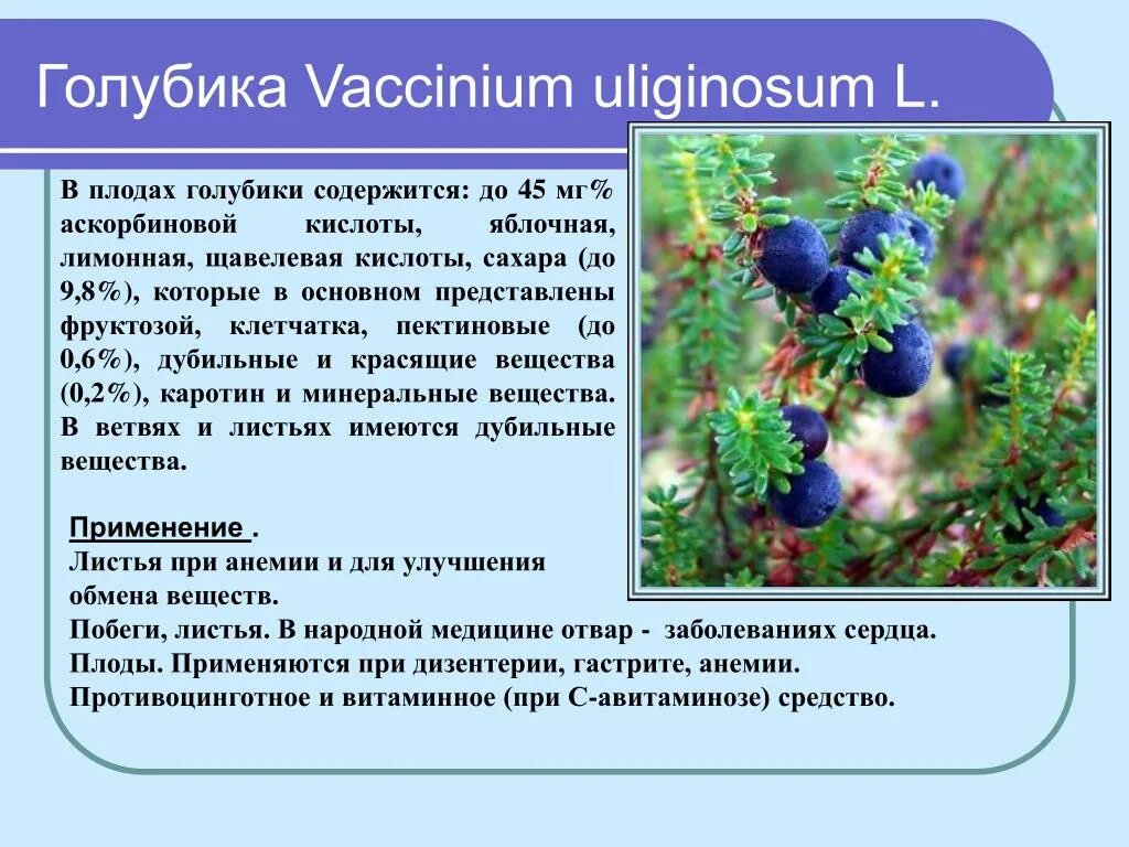 Какой тип питания характерен для голубики