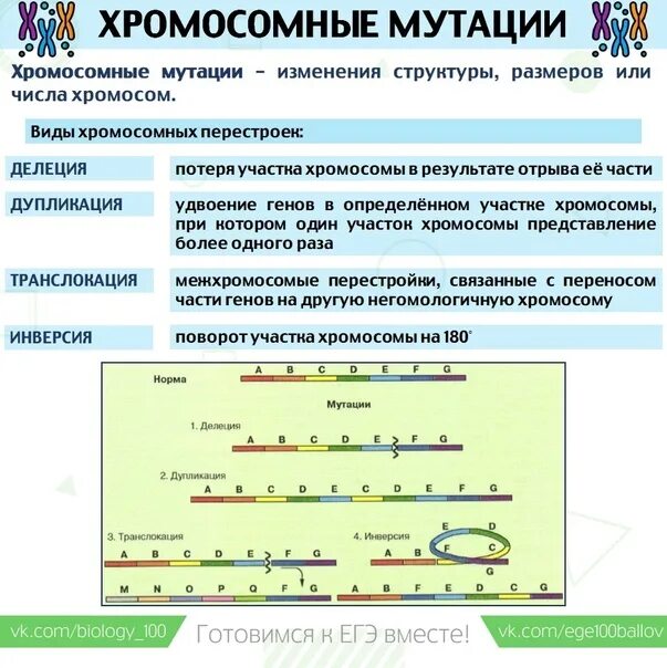 Виды мутаций егэ биология. Виды мутаций егэ биология