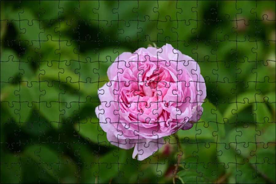 Rosa writes