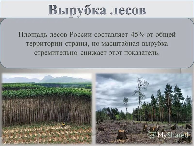 Площадь лесов земли составляет. Площадь лесов земли составляет