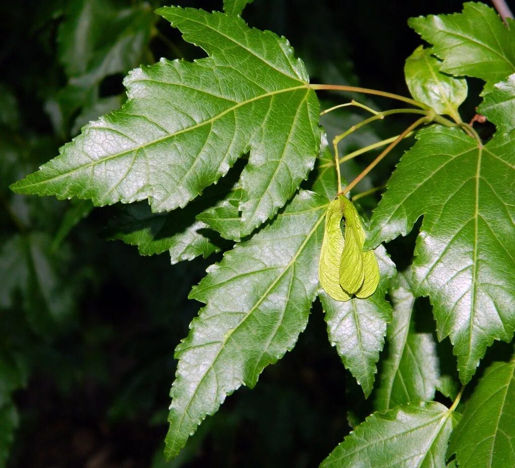 Acer tataricum - Image of an specimen - Plantarium