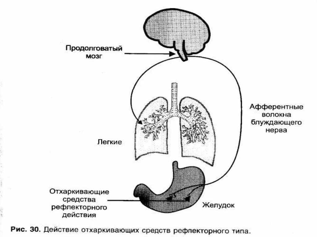 Отхаркивающее средство рефлекторного действия. Механизм действия отхаркивающих средств рефлекторного действия. Средства влияющие на функции органов дыхания фармакология. Механизм действия отхаркивающих средств прямого. Отхаркивающие препараты механизм действия рефлекторного.