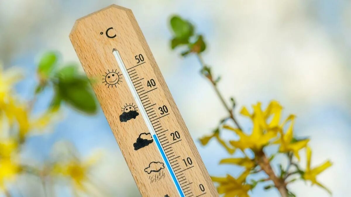 Влияние комнатных растений. Понижение температуры растения. Понижение температуры воздуха. Термометр зима. Изменение климата.