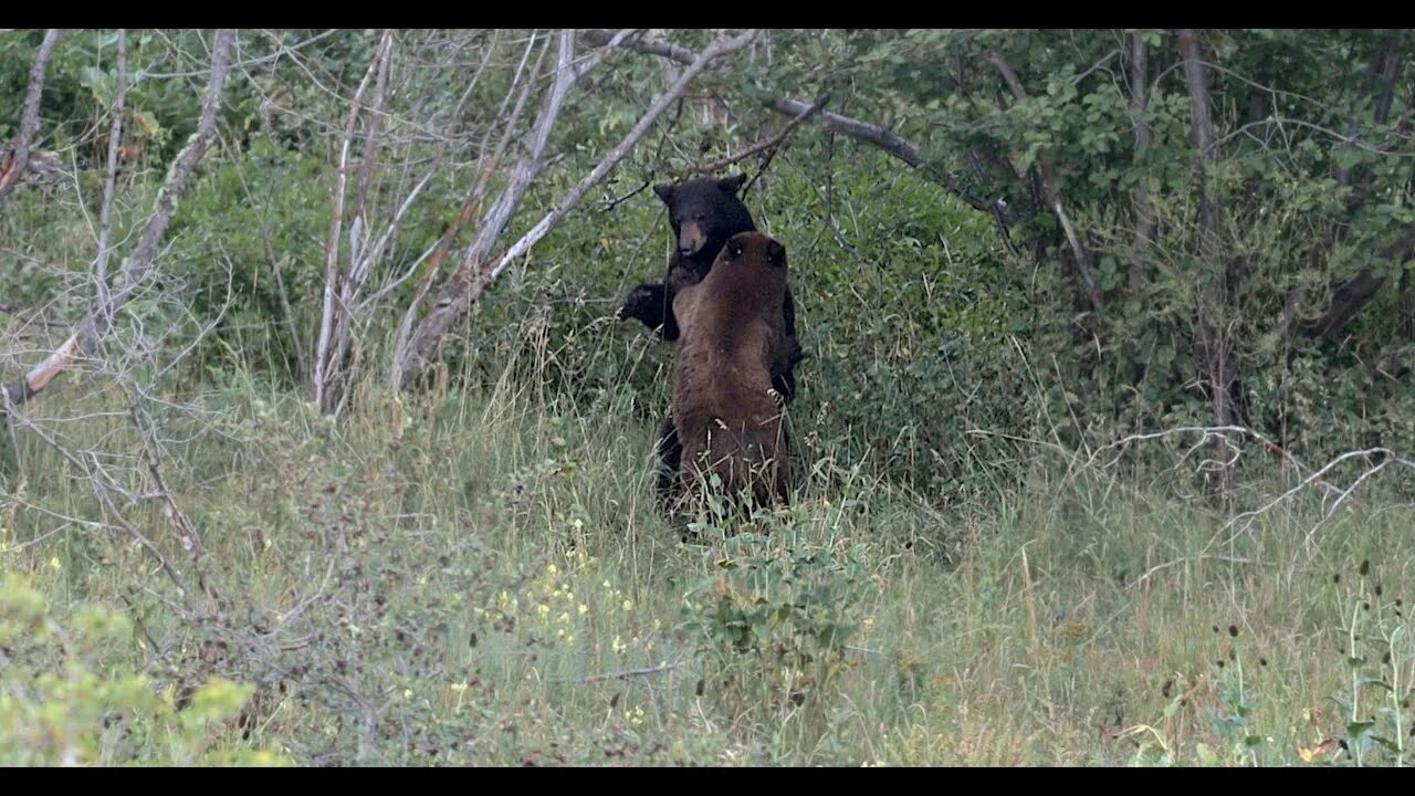 Медведица 1 час. The Wild. Парк. Операция чёрный медведь ус го. Как называется черный медведь и что он делает черный медведь.
