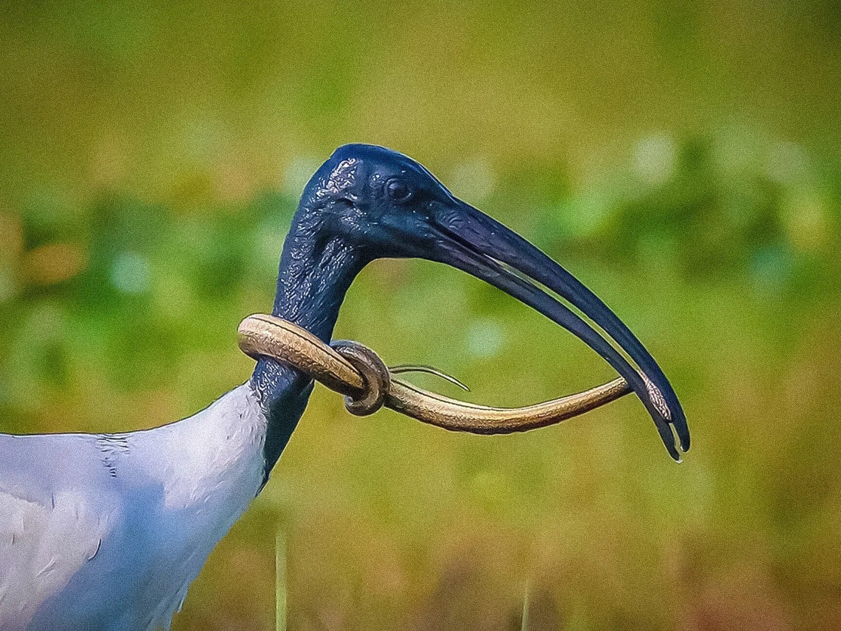 Сьюзен коллинз баллада о певчих птицах и змеях. Песня птиц и змей. Птица змея. Змея и птичка. Гамадриад или королевская кобра.