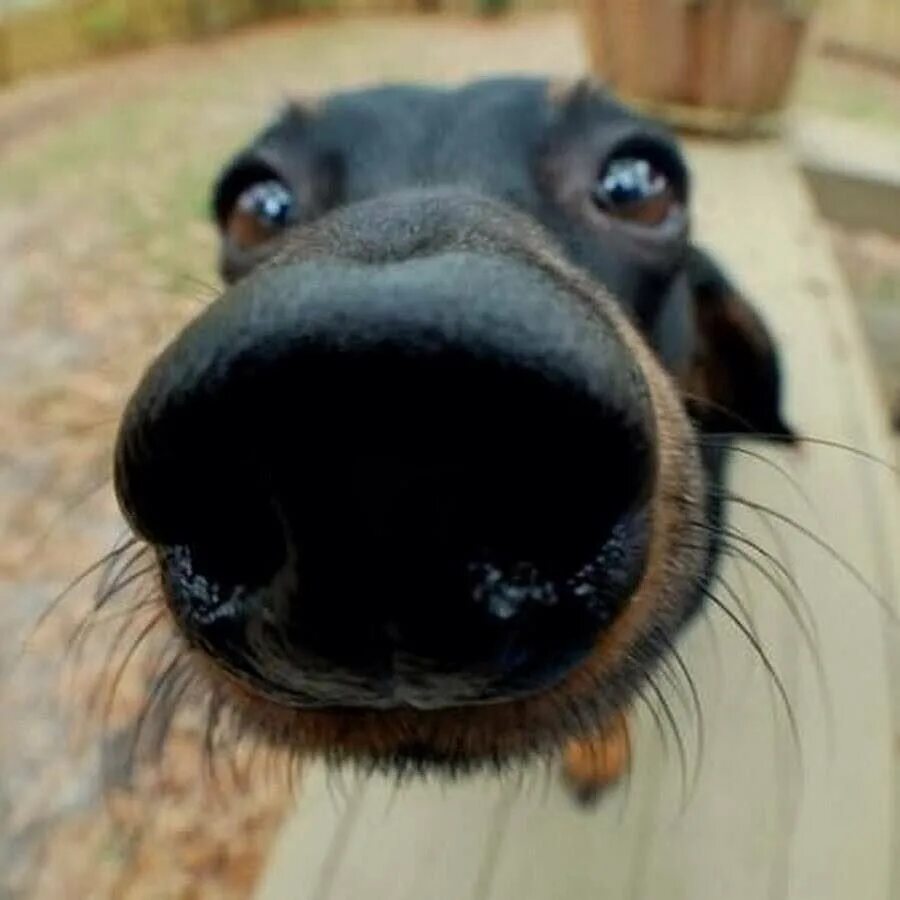 Собака с длинным носом мем. Нос собаки. Смешная собачья морда. Собака носом в камеру.