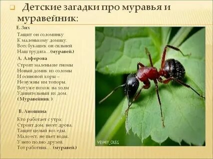 Все лето хлопочут муравьи вид предложения