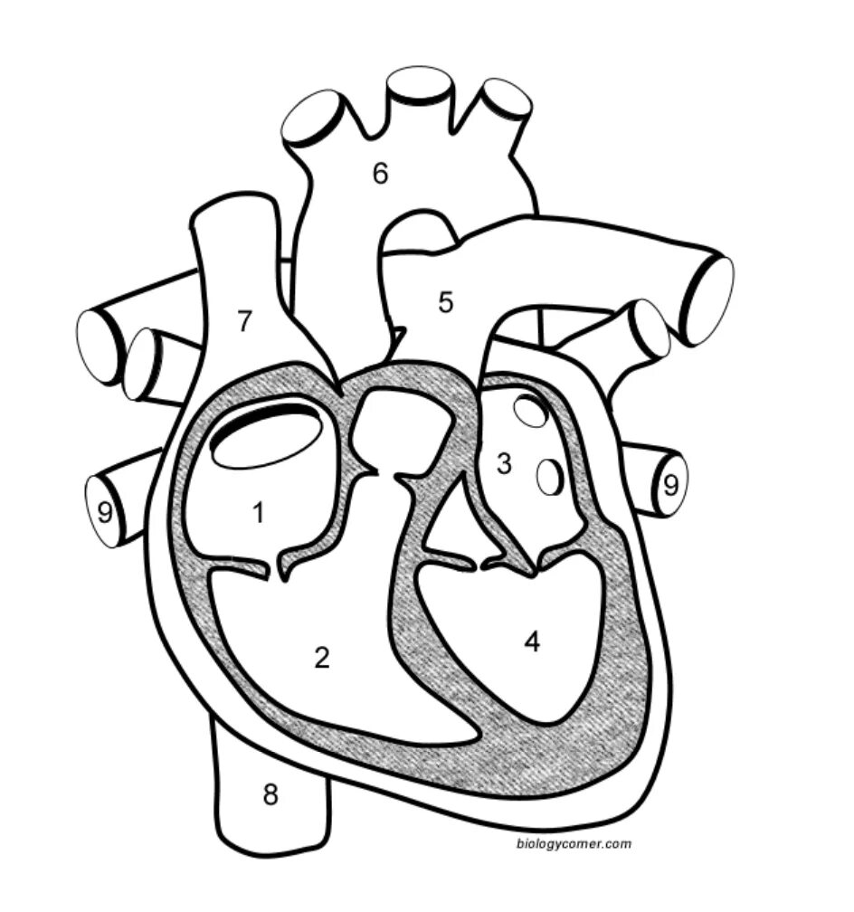 Какая структура сердца человека изображена на рисунке. Строение сердца без подписей. Строение сердца человека без подписей. Сердце в разрезе анатомия. Строение СЕРДЦУБЕЗ подписей.