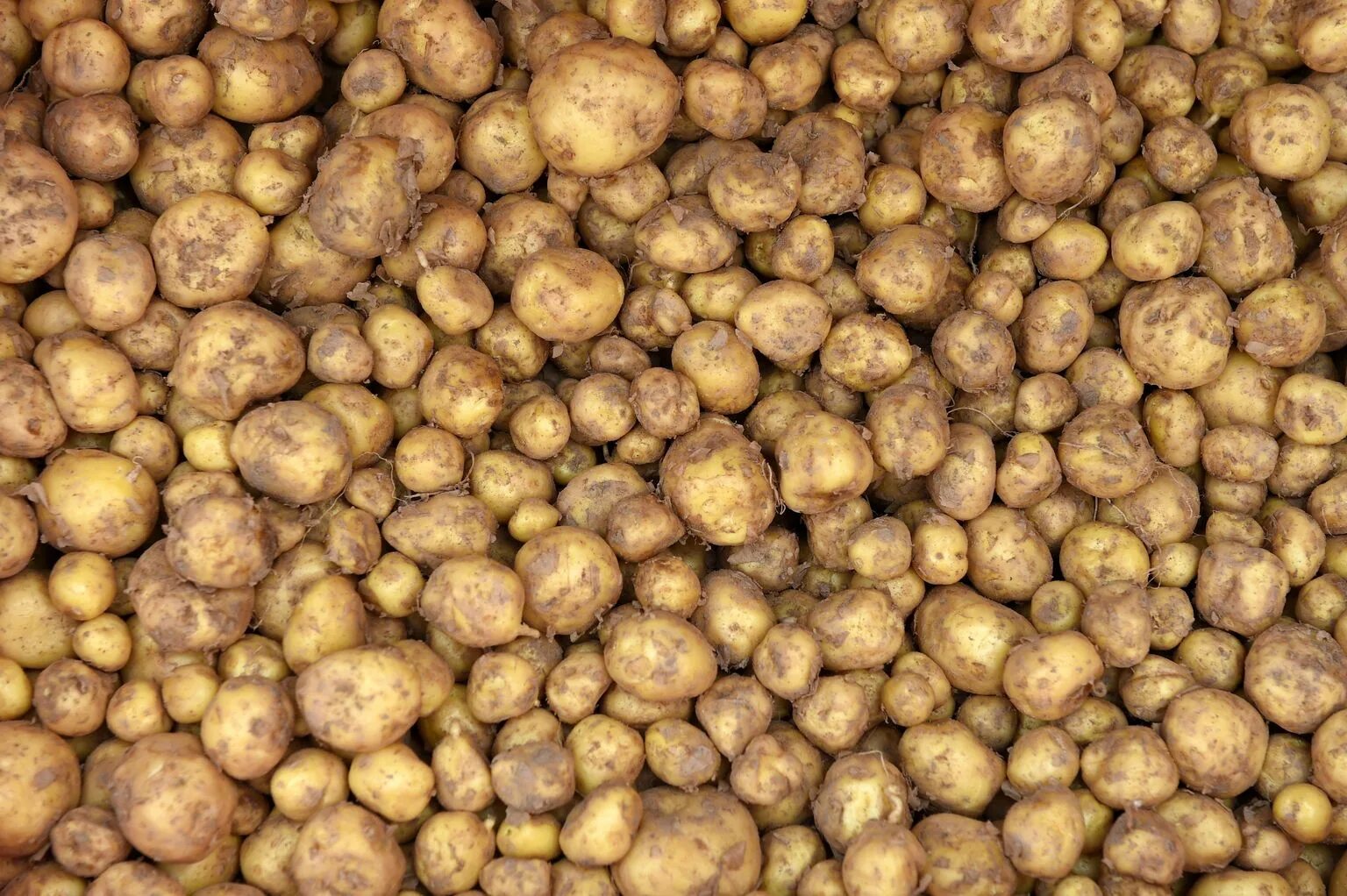 Картофель на корм куплю. Мелкая картошка. Кормовой картофель. Урожай мелкой картошки. Картофель некрупный.