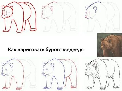 Рисуем медведя поэтапно