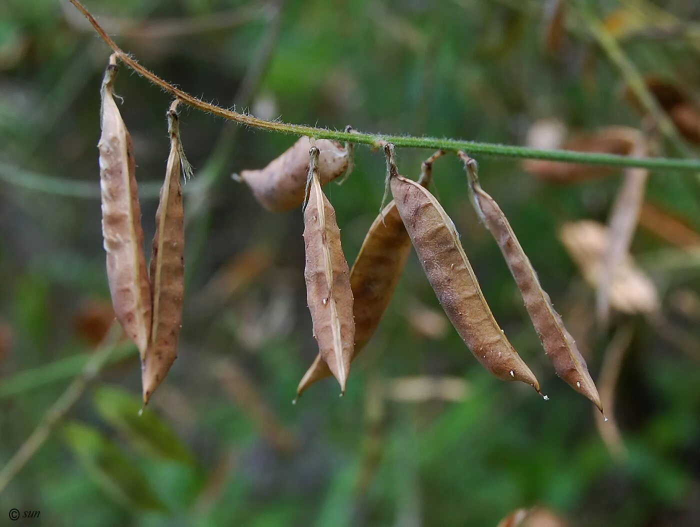 Plant wiki. Мышиный горошек семена. Мышиный горох стручки. Семена Вики мышиный горошек. Вика мохнатая плод.