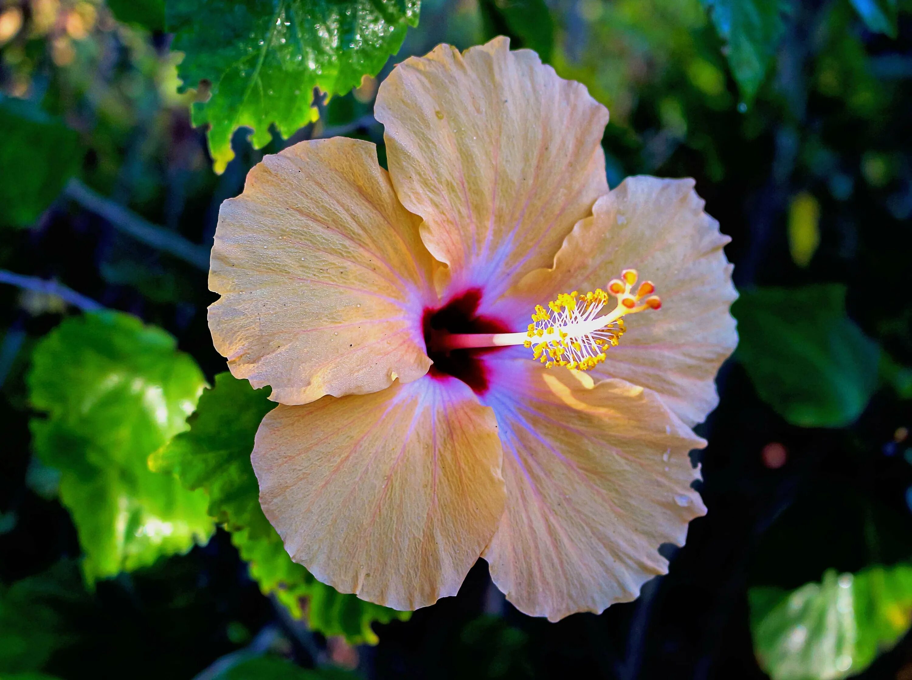 Форма листа гибискуса. Гибискус растение. Гибискус (Hibiscus).. Гибискус Sabaudia. Antilles saumon гибискус.