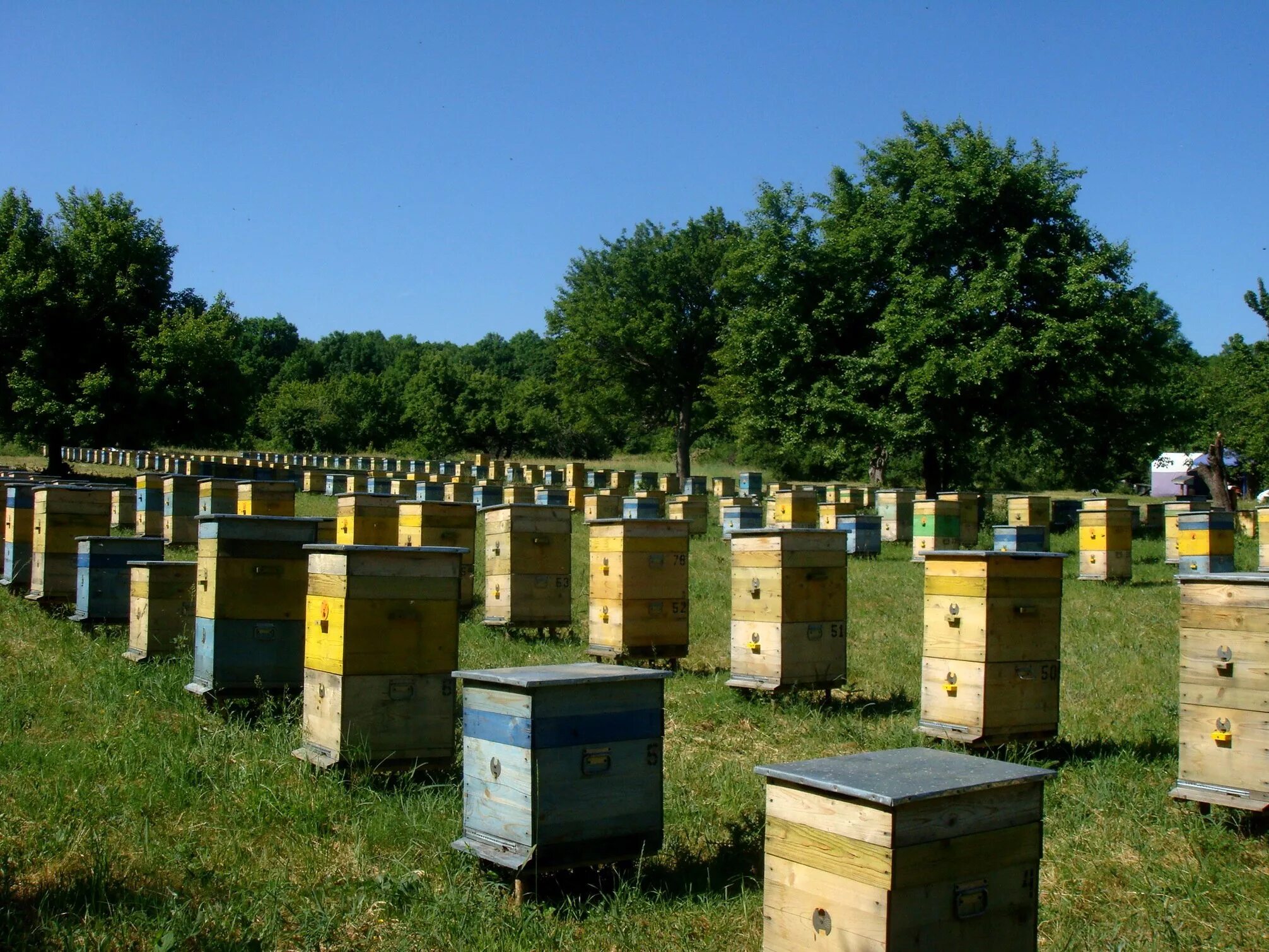 Экскурсионная пасека пчелиная усадьба. Пчелопарк Слобожанщина. Улей на пасеке. Пасека Белгород. Купить пчел в башкирии