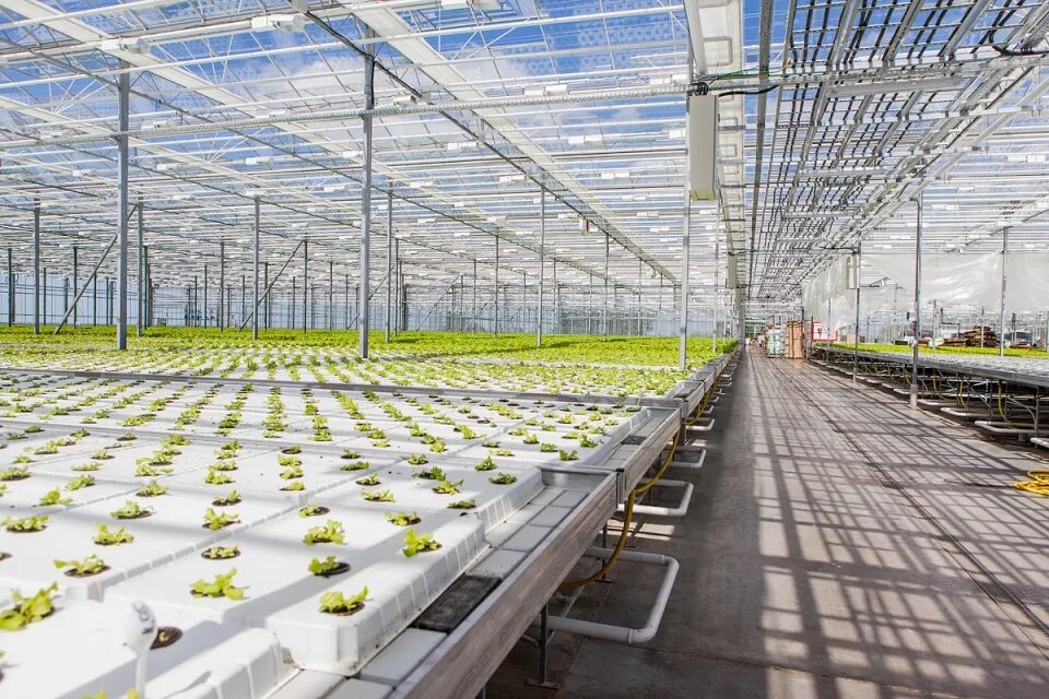 тепличный комплекс макаровых. журиничский тепличный комбинат. тепличный комплекс белогорья ооо. тепличный комплекс макаровых. луховицы тепличный комплекс астапово.