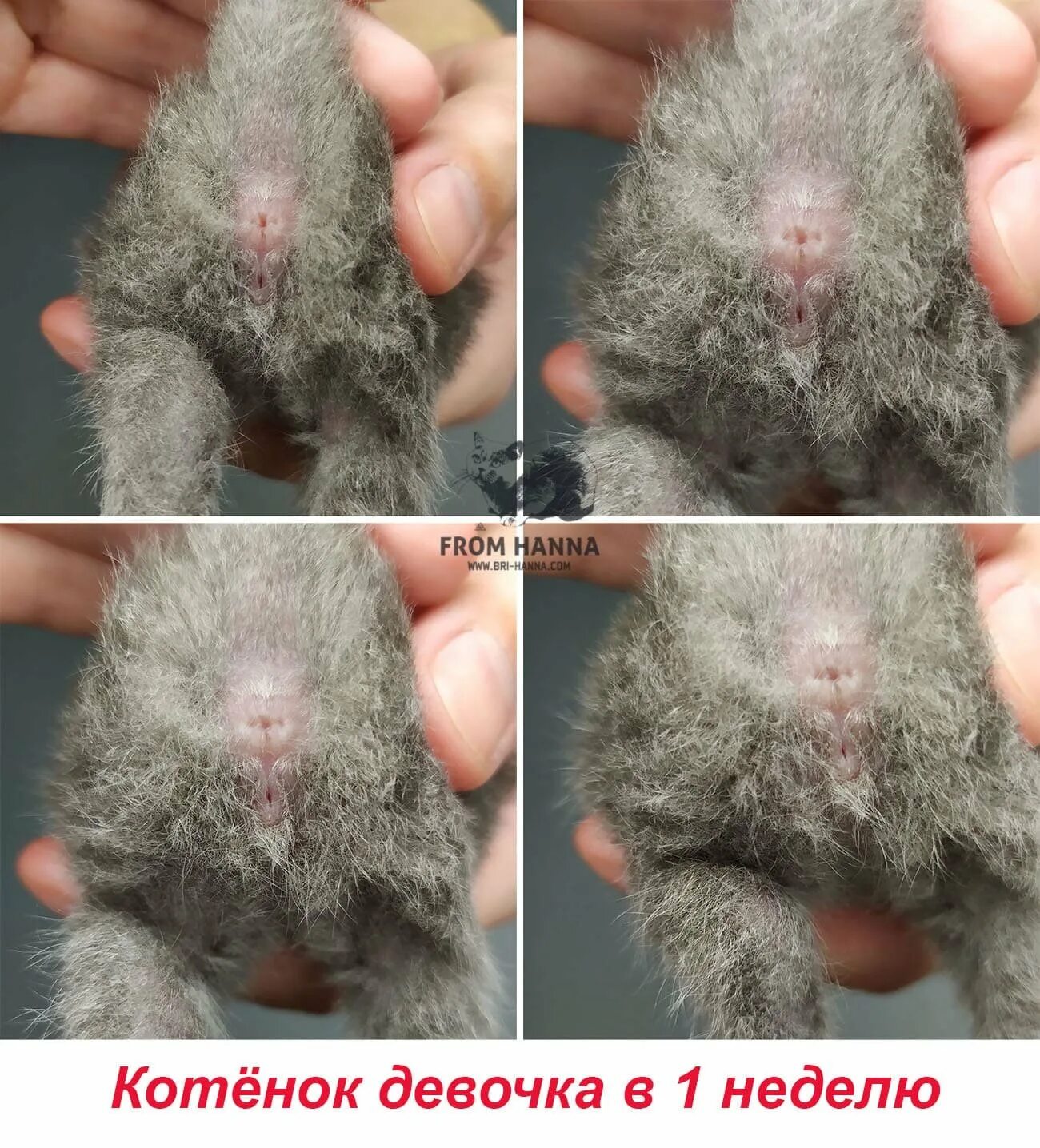 Как распознать пол котенка. Определить пол котенка фото. как определить пол котёнк.