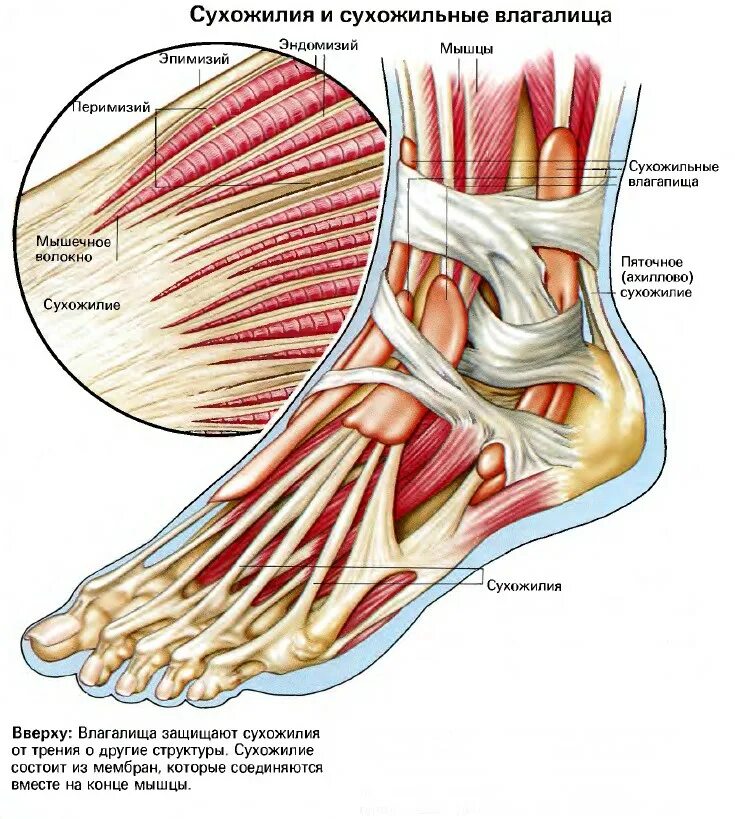 Foot muscle. Мышцы голеностопного сустава анатомия. Голеностопный сустав анатомия строение мышцы. Сухожилия голеностопного сустава анатомия. Анатомия стопы мышцы связки сухожилия.