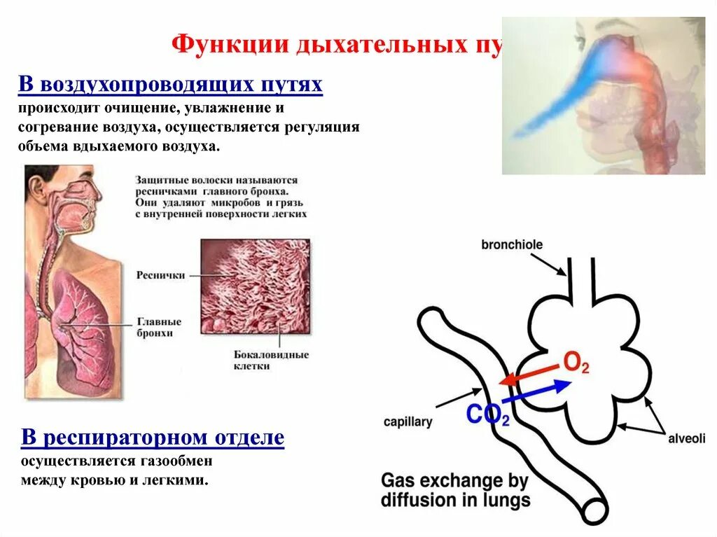 Очищение увлажнение и согревание вдыхаемого воздуха. Функции дыхательных путей. Функции нижних дыхательных путей. Функции дых путей. Функции верхних и нижних дыхательных путей.